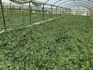 Feuilles <span class=keywords><strong>de</strong></span> laurier séchées Laurus Nobilis Hojas <span class=keywords><strong>De</strong></span> Laurel Qualité européenne Ad Vert clair Pièce Feuille crue Vente <span class=keywords><strong>de</strong></span> feuilles séchées Tabac - Product Image 6