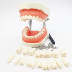 Modello di pratica di preparazione dentale staccabile con denti di pratica di retrazione gengivale, stampo in gomma morbida, con viti - Product Image 4