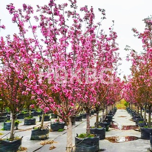 HOKBG 150 litros 40 galones precio de fábrica Anti-UV resistente PP tejido macetas de jardín y macetas Malus spectabilis bolsa de cultivo de vivero - Product Image 4