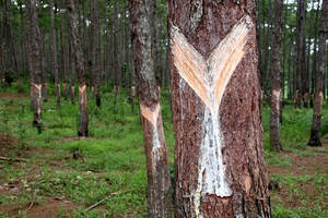 Suministro de colofonia de goma WW grado 100% pureza Natural transparente amarillo claro adhesivos industriales alta calidad buen precio de Vietnam - Product Image 4