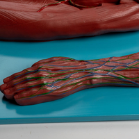 Modelo de la Estructura Endocrina del Sistema Linfático Humano Yulin, Adecuado para Estudiar el Sistema Vascular Interno, CE/ISO
