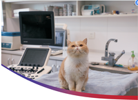 Mesin diagnostik pemindai ultrasound dokter hewan, sistem ultrasonik Doppler warna hewan dengan troli
