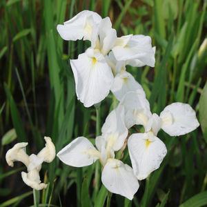 Iris <span class=keywords><strong>japonais</strong></span> Iris-I.ensata'hare Sugata' - Une <span class=keywords><strong>plante</strong></span> aquatique adaptée aux bassins de jardin et aux serres - Iris <span class=keywords><strong>japonais</strong></span> - Product Image 3