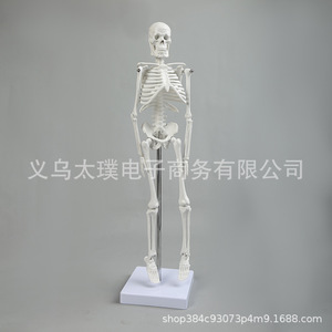Human skeleton model, biological teaching skull vertebral specimen, movable joint skeleton, PVC medical skull frame. - Product Image 3