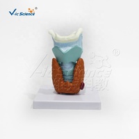 Modèle de thyroïde 1:1 grandeur nature, modèle anatomique de la glande thyroïde humaine, système endocrinien, aide pédagogique médicale