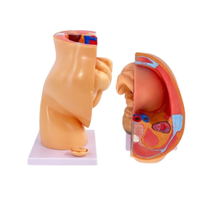 Modèle de <span class=keywords><strong>grossesse</strong></span> sagittale en 4 parties pour femme, 9 <span class=keywords><strong>mois</strong></span> - Ensemble pédagogique d'anatomie du fœtus, de l'utérus et du placenta - Product Image 4