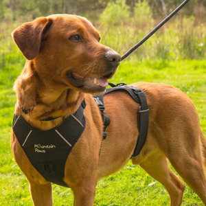 Toptan küçük ve XL anti-delme köpek koşum renkli Polyester dokuma askı ile Pet aksesuarları kaynağı tarafından karbon Fiber malzeme - Product Image 4