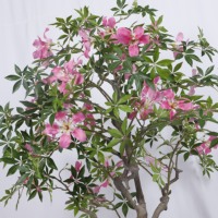 Haute Réaliste 150cm/210cm Artificielle Fleur Arbre Faux Feuilles Vertes Plante En Pot Faux Bonsaï Arbre pour Intérieur Décoratif