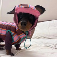 Manteau matelassé en polyester et coton à carreaux pour chiens et chats, lavable à la main, style européen-américain, toutes saisons, pour Schnauzer et Bichon Frisé