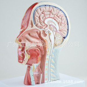 Modèle médical de la tête en section médio-sagittale avec vaisseaux sanguins et nerfs ; modèle facial ; modèle anatomique de la tête. - Product Image 4
