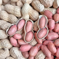 Arachides brutes de haute qualité en coque, qualité alimentaire Super A, emballage sous vide, OEM/ODM pour boulangerie et desserts