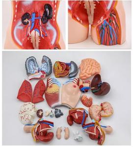 Modello Anatomico <span class=keywords><strong>di</strong></span> Torso Umano Unisex 85cm, 23 Parti, per Scienza Medica ed <span class=keywords><strong>Educazione</strong></span> - Product Image 6