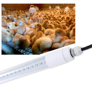 2023 NOUVEAU Dimmable Poulet Ferme Éclairage 4Ft <span class=keywords><strong>120cm</strong></span> Étanche IP65 Volaille Éclairage T8 <span class=keywords><strong>Led</strong></span> <span class=keywords><strong>Tube</strong></span> <span class=keywords><strong>prix</strong></span> usine - Product Image 6