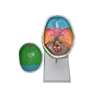 Modelo de Cráneo Blanco de PVC de 3 Partes con 7 Vértebras Cervicales - Herramienta Educativa de Anatomía - Product Image 2