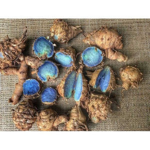 Cúrcuma Negra 100% Fresca con Usos Múltiples 100% Naturales y Cultivados de Forma Natural, Cúrcuma Negra en Venta por Exportadores - Product Image 1