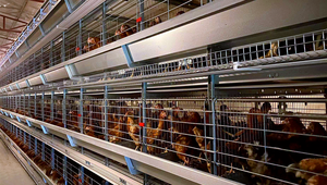 <span class=keywords><strong>Cage</strong></span> à poulets galvanisée à chaud entièrement automatique à trois étages de type H, nouvelle vente chaude 2025, durable, antirouille, <span class=keywords><strong>cage</strong></span> à couches JiHua - Product Image 5