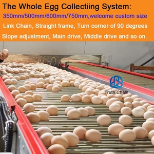 Rantai konveyor telur unggas dimensi kustom rantai pengumpul telur sistem konveyor peternakan ayam - Product Image 2