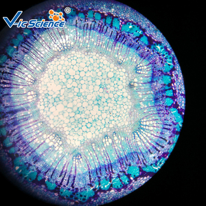 Ensembles de lames de spécimen en verre de microscope scolaire pour les projets <span class=keywords><strong>d</strong></span>'éducation en zoologie et en histologie de l'<span class=keywords><strong>entomologie</strong></span> botanique - Product Image 2