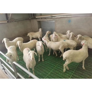 NUEVO 2026 <span class=keywords><strong>Venta</strong></span> Directa de Fábrica, Establos para Cabras, Piso de Rejilla para Cría de <span class=keywords><strong>Ovejas</strong></span>, Piso de Rejilla de Plástico - Product Image 4