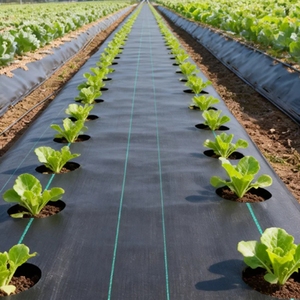 Telo Pacciamante Tessuto Nero, Verde, Bianco da 70 g/m² per Agricoltura, Copertura Antierba in Plastica, Barriera Antierba - Product Image 4