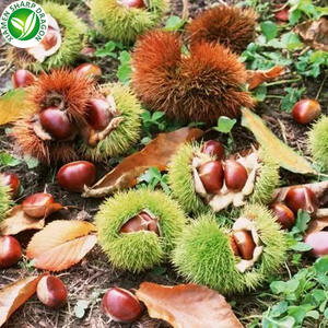 كستناء صيني مقشر عالي الجودة من نوع IQF للبيع - Product Image 2