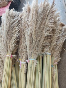Bâtonnets de fleurs de roseau couleur moutarde, grandes petites fleurs artificielles blanches naturelles préservées de l'herbe de la <span class=keywords><strong>pampa</strong></span> pour salon - Product Image 3