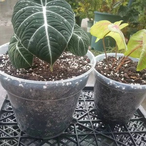 Vente en gros de pots ronds transparents de 6 cm à 35 cm pour la culture de fleurs, pots d'orchidées, pots de pépinière, pots respirants pour la plantation, pots de culture de semis - Product Image 5