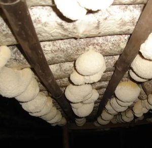 สารสกัดเห็ดหลินจือธรรมชาติชนิดผง สารสกัดเห็ดหลินจือ (Hericium Erinaceus) สารสกัดเห็ดหลินจือ (Lion's Mane) โพลีแซ็กคาไรด์ 30% 50% เบต้ากลูแคน - Product Image 3