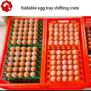 <span class=keywords><strong>ลัง</strong></span>ขนส่งอเนกประสงค์แบบพับได้ 360 ชิ้น ดีไซน์ประหยัดพื้นที่สำหรับการส่งคืนแบบเปล่า รองรับถาดไข่มาตรฐานสำหรับฟาร์มสัตว์ปีก - Product Image 6