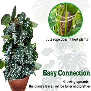 <span class=keywords><strong>Support</strong></span> de <span class=keywords><strong>Plantes</strong></span> Empilable en PVC+<span class=keywords><strong>Bois</strong></span> Anti-Pourriture 12-16 Pouces Écologique Résistant au Vent <span class=keywords><strong>pour</strong></span> Monstera et Bâtons d'Escalade de Jardin Intérieur - Product Image 5