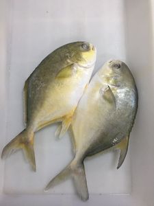 Pompano Dorado / Pomfret Entero Congelado de Cultivo en Jaula de Aguas Profundas, 400-600g, 500-600g, 800g+, <span class=keywords><strong>Trachinotus</strong></span> Blochii - Product Image 2