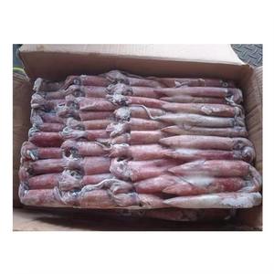 Calamar Entero Congelado para Exportación - Mariscos Certificados Halal y Kosher para la Cocina Global - Product Image 1