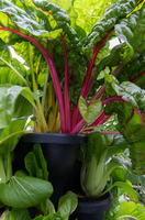 Solution de jardinage intérieur efficace et écologique Système hydroponique solaire double pour la maison avec jardinières