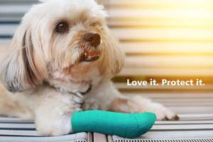 ผ้าพันห้ามเลือดแบบมีกาวในตัว,เทปสำหรับเล่นกีฬาสัตวแพทย์พิมพ์โลโก้ได้ตามต้องการ - Product Image 6