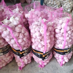 Produttori di aglio fresco normale aglio bianco in confezione sfusa - Product Image 5