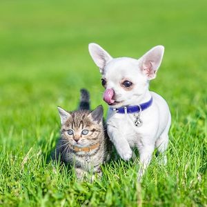 <span class=keywords><strong>Collar</strong></span> de Cuero PU para Cachorros con Campana, Ajustable, para Perros y Gatos, para Razas Extra Pequeñas, Pequeñas, Muy Pequeñas - Product Image 4