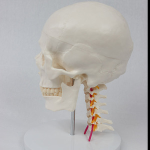 Modèle de 7 vertèbres cervicales avec crâne, modèle de crâne humain, modèle pédagogique orthopédique - Product Image 3