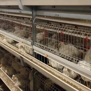 Système de Cage de poulet automatique galvanisé, 2 Design moderne pour ferme de volaille, vente en gros