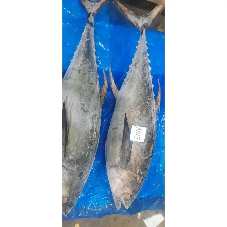 Tuna Yellow Fin Tuna Price Frozen Yellow Fin Tuna Wr For Making Loin