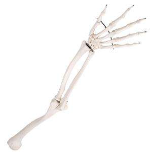 Modelo anatómico de <span class=keywords><strong>esqueleto</strong></span> de miembro <span class=keywords><strong>superior</strong></span> humano naturalmente flexible de tamaño natural para educación de estudiantes o pacientes en ciencia médica - Product Image 3