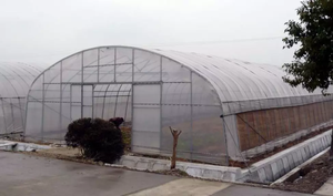 Invernadero Agrícola de Túnel con Película de Polietileno de Bajo Costo y al Mejor Precio - Product Image 2