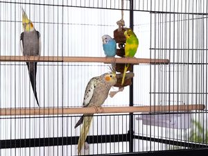 Kandang Burung Besi Tempa dengan Dudukan, Kandang Burung Hitam, 31-Inci kali 20-1/2-Inci kali 53-Inci, Rumah untuk Beberapa Parkit - Product Image 6