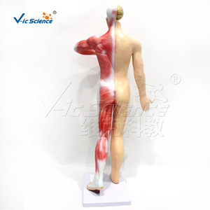 Estructura anatómica del sistema nervioso humano de cuerpo entero, del sistema nervioso central y periférico; modelo de enseñanza médica - Product Image 3