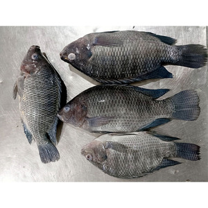 Pesce Congelato All'Ingrosso: Tilapia di Piccole Dimensioni, Acquisto in Grandi Quantità, Intera e Fresca - Product Image 2