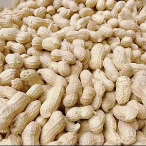 Servicio OEM de Cacahuetes Crudos en Cáscara a Granel en Bolsas Tejidas para Marcas de Frutos Secos de Marca Privada - Product Image 3