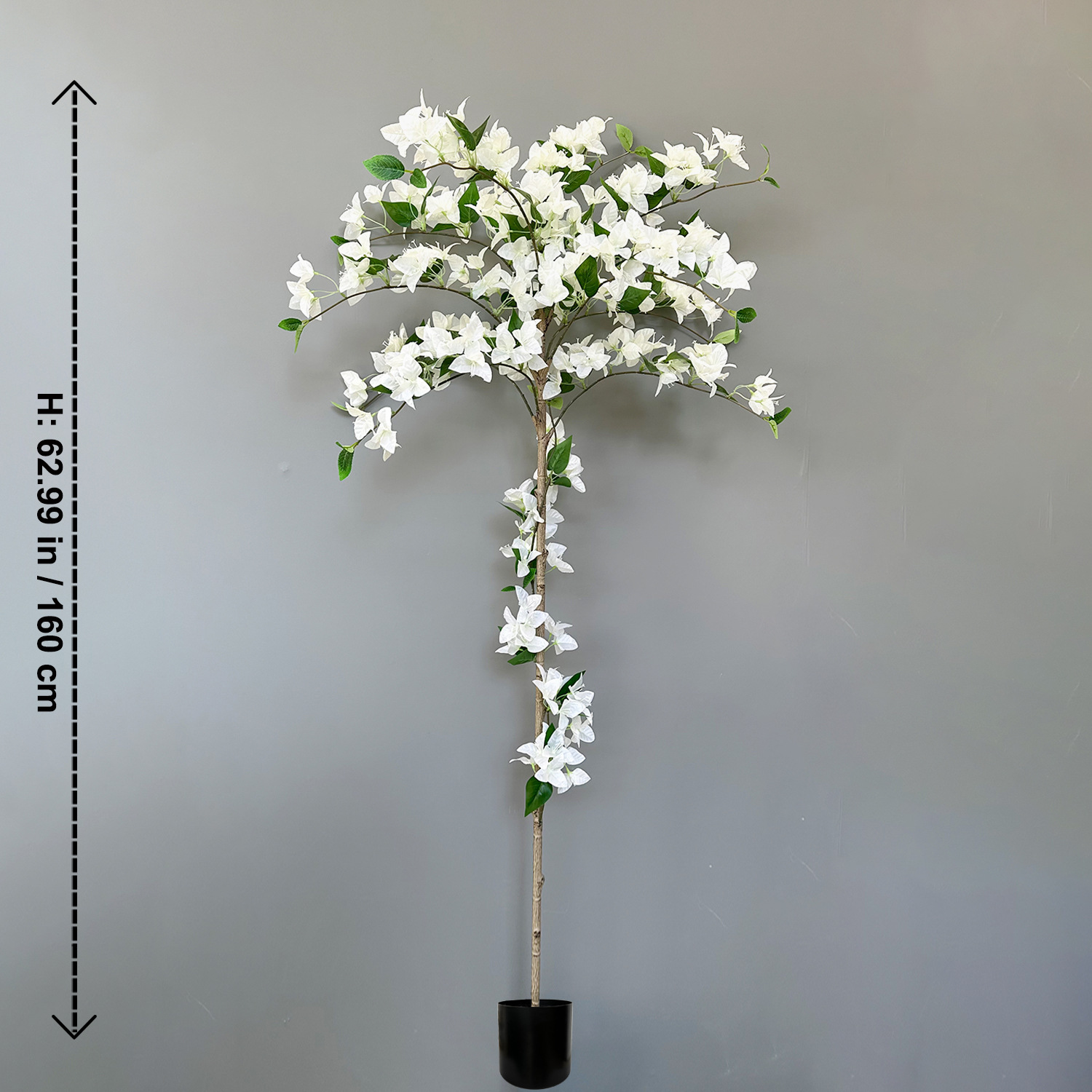 Bougainvillier blanc enveloppé de 1,6 m