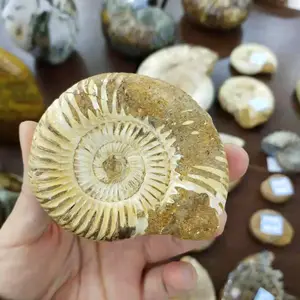 Toptan doğal ucuz fiyat gökkuşağı Ammonite fosiller taş Fengshui dekorasyon için