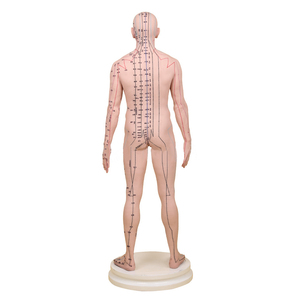 177cm mô hình châm cứu con người kinh tuyến acupoint Y Học Trung Quốc 12 đồng mô hình Hình Ảnh Da nhỏ người kim thực hành mô hình - Product Image 6