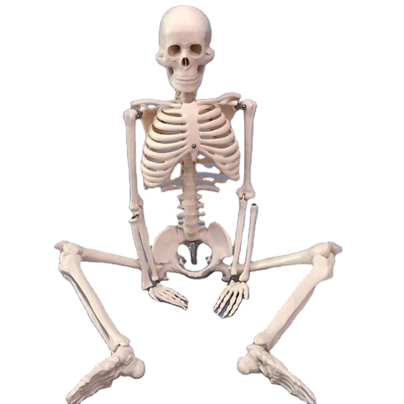 скелет человека купить в полный рост. собрать скелет человека. скелет медицинский. модель «скелет человека (170 см)» (на роликовой подставке). анатомический скелет.