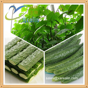 Polvo de extracto de pepino fresco a granel de alta calidad - Product Image 6